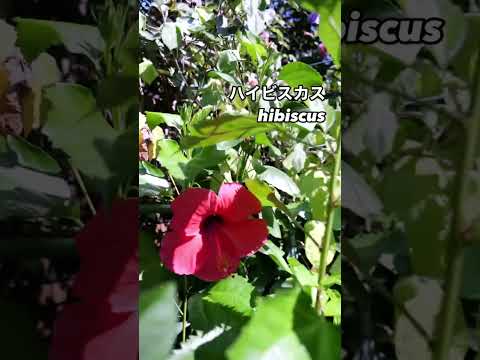 園芸 一年生アオイ科のアオイ科の植物、三半期のラヴァテール