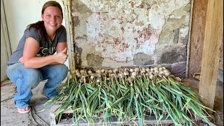 Harvesting and Curing Garlic 🧄 | EverCrest
