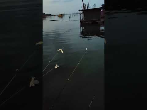 #pescaria  mata dos macacos Guaraci São Paulo