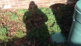 FE ... Me &#39;n&#39; My Shadow - (areweTheCarpetPeople? &amp; 9/11/MKUltra)