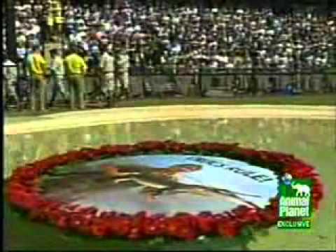 Steve Irwin - I'm Already There