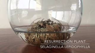 Resurrection Plant | Rose of Jericho (time lapse) DaphDraws