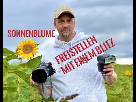 Fotografie lernen - Sonnenblume mit dem Blitz freistellen.