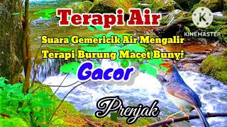 Download lagu Terapi Air | Suara Air Terapi Burung Prenjak Kepala Merah | Ampuh Untuk Prenjak Cepat Respon Nyaut mp3