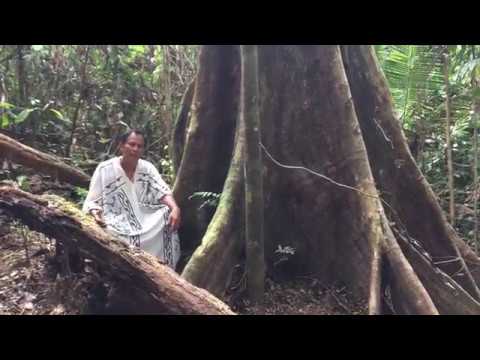 Noya Rao Icaro, Shipibo Icaro- rare footage of Noya Rao tree.