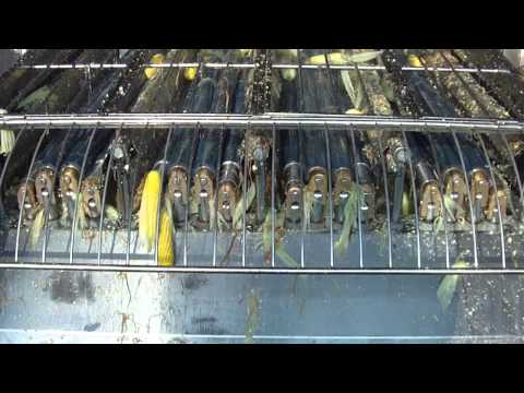 Fresh corn husking machine