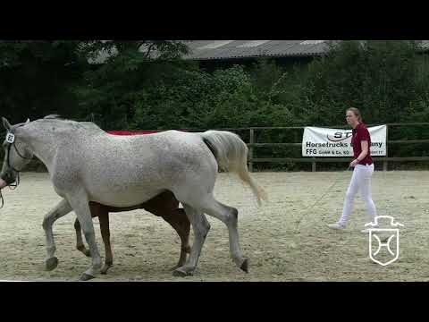 RD082 Stutfohlen von Cascadello I   Con Air   Acobat II