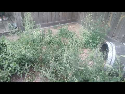 Stinkdierenverblijf kleindierpark bellingwolde