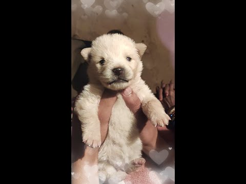 takda hi jaanva ena tenu chanwa❤️#shorts