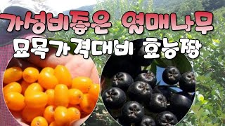 가성비좋은 열매나무 (묘목가격대비건강효능)아로니아묘목|비타민나무