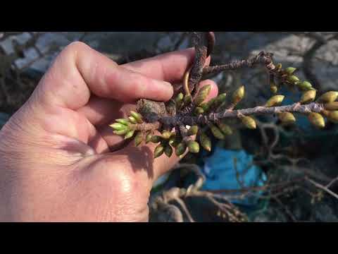 Cách chăm sóc cây mai vàng miền Bắc sau khi vặt lá