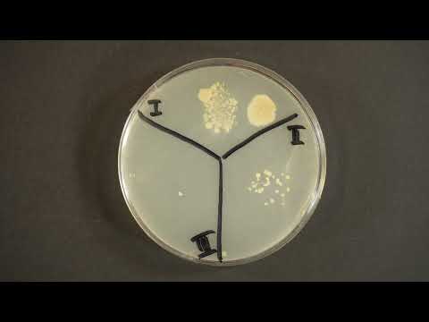 Nachweis von Bakterien mit Hilfe von Nährmedium-Platten