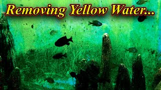 தண்ணீர் மஞ்சள் ஆவது தடுப்பது எப்படி ?.. How To Remove Yellow Water In Aquarium / Fish Aquarium Tamil