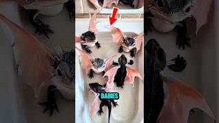 Download lagu TOP 5 CUTEST BABY ANIMALS THAT TURN INTO BEASTS AS ADULTS! 🐾➡️🦖 mp3