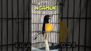 Download lagu NGAMUK | Pancingan murai batu gacor #shorts mp3