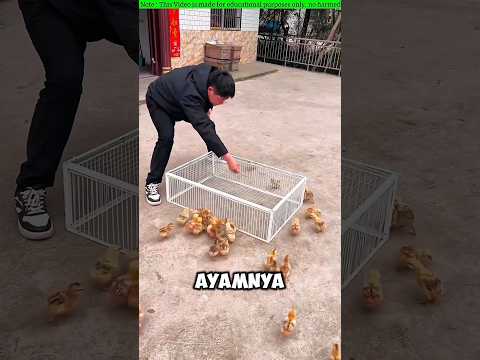 Kandang Ajaib Bikin Panik