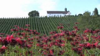 Cover Joni Mitchell Love 1. Cor 13 in Monastery Kartause Ittingen