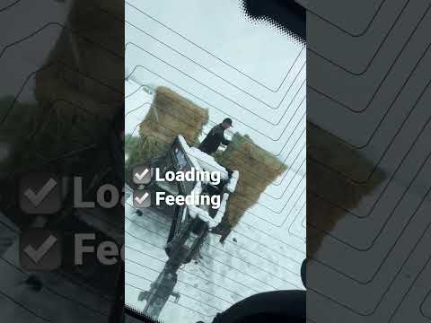 Daily chores of a Fivehunsky Head Ranch 011523