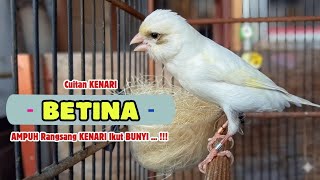 Download lagu 100% AMPUH !!! Pancingan KENARI BETINA Cuit Cuit || Masteran Kenari Paud Agar Cepat Bunyi mp3