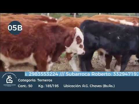 Lote Machos - A G Chaves - Bs As