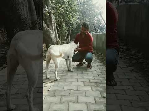 #naseeba #Bhi #Kya #Rang #Laya 🎶💔