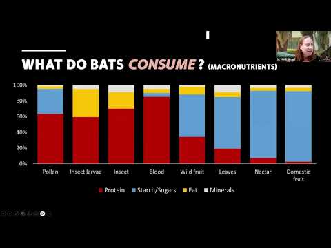 Bat Nutrition