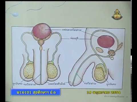 การรักษาอุรุมชีจีนของโรคสะเก็ดเงิน ครีมกลากจุลินทรีย์