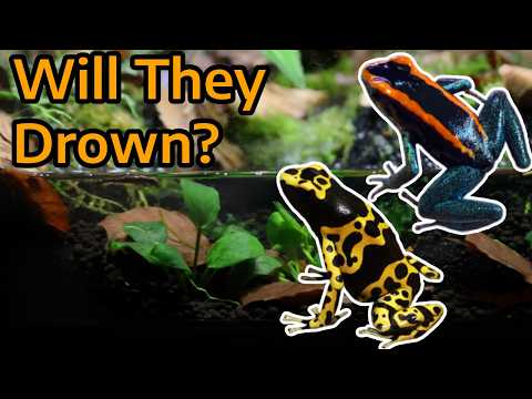 Dart Frogs in Paludariums — The Truth about Water Features