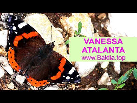 RED ADMIRAL lays eggs | Vanessa atalanta | egg-laying butterfly | 57