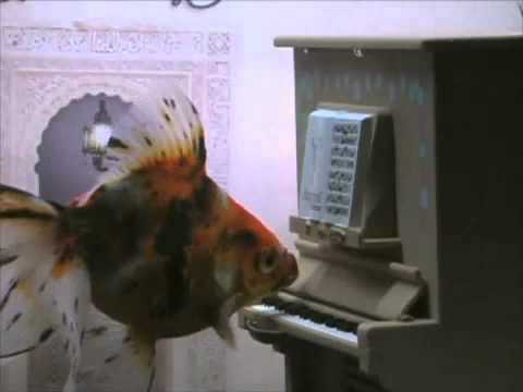 The Goldfish Pianist