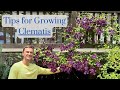 CLEMATIS Tips How To Grow Lots Of Flowers Complete Tutorial