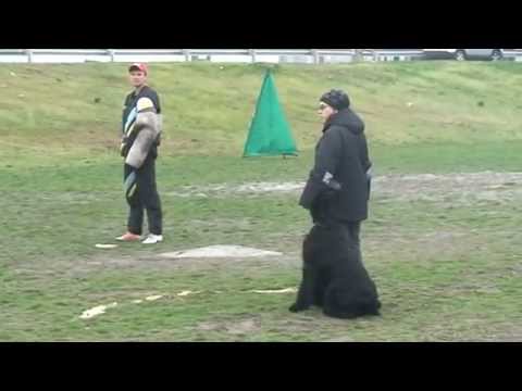 Zarina's Design Sharpshooter IPO-1 (C-92 points)