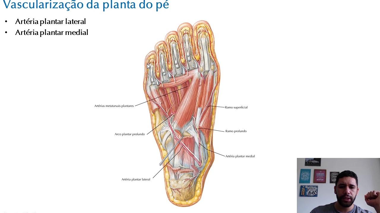 PLANTA DO PÉ - Anatomia (Teórica)
