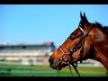 HURRICANE FLY | Winner of 22 Grade 1s