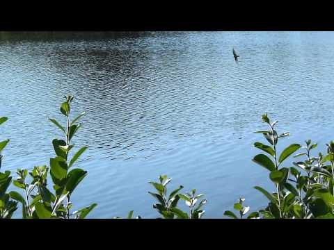 Swallows flying over trout lake