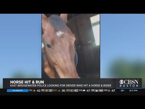 East Bridgewater Police Search For Driver Who Sideswiped Horse
