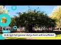Dit is de mooiste boom van Nederland