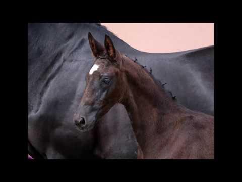 *2019 Hengstfohlen von Bernay - Donjour