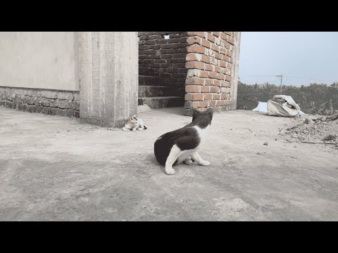 Cute cat & kitten on the rooftop | Meow Tusu