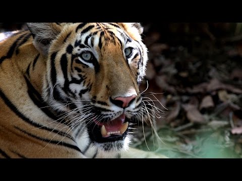 THE OPERATIVES - Season II Trailer