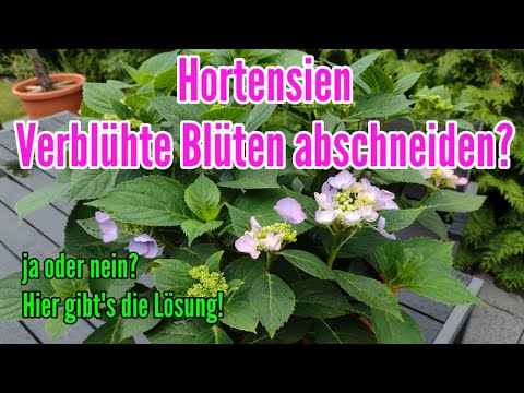 , title : 'Hortensien verblüht was tun? Jetzt abschneiden oder Blüten nicht entfernen?'