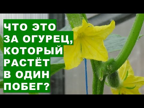 , title : 'Что это за диковинный урожайный огурец, что растёт в один побег?'