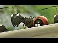 DIE WINZLINGE OPERATION ZUCKERDOSE Trailer Filmclips HD