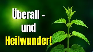 Diese Pflanze übersiehst du täglich – und sie ist ein Heilwunder für deine Gesundheit!
