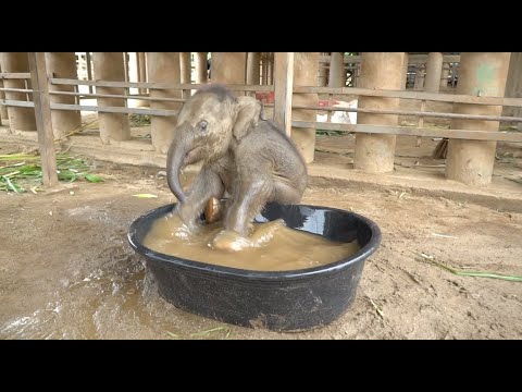Baby Elephant Chaba First Time In The BathTub - ElephantNews