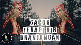 Download lagu Masteran Branjangan Parva Gacor Suara Jernih, Terapi Air mp3 Download lagu Masteran Branjangan Parva Gacor Suara Jernih, Terapi Air mp3