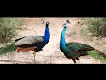 peacock vs peacock sounds,  black and blue mor calls voice