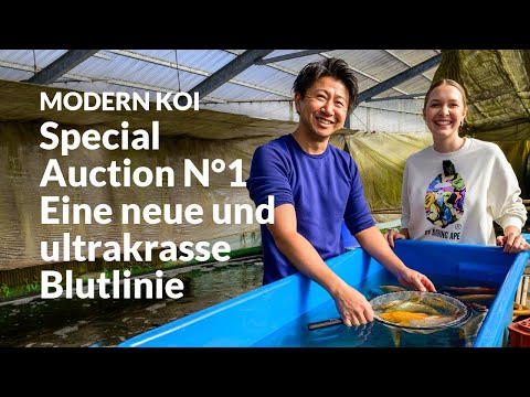 All Koi from Special Auction No. 1 explained in detail | Konishi Koi News