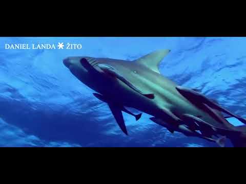 Daniel Landa - Žito - LAGU (Oficiální Full HD videoklip)