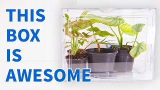 Quarantine Rehab Plants In A Clear Shoe Box